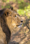 Asiatic lion