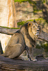 Asiatic lion