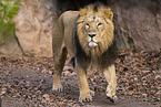 Asiatic lion