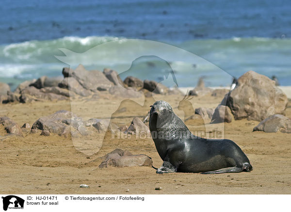 Sdafrikanischer Seebr / brown fur seal / HJ-01471