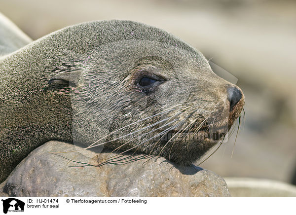 brown fur seal / HJ-01474