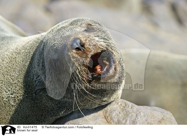 brown fur seal / HJ-01475