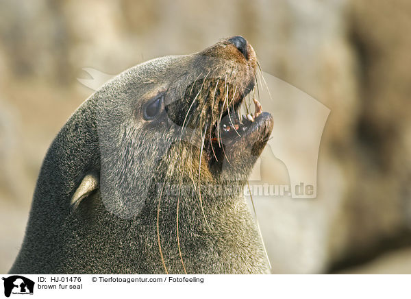 brown fur seal / HJ-01476