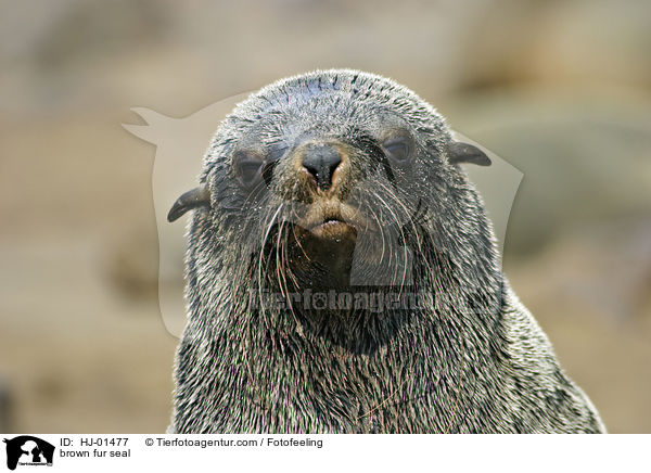 brown fur seal / HJ-01477