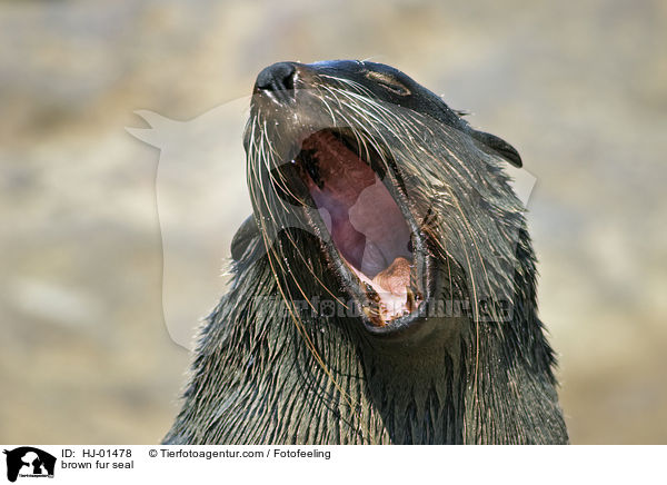 Sdafrikanischer Seebr / brown fur seal / HJ-01478