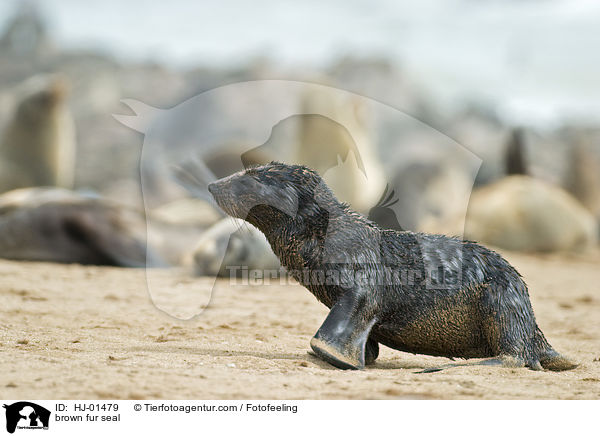 Sdafrikanischer Seebr / brown fur seal / HJ-01479