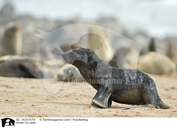 brown fur seal / HJ-01479