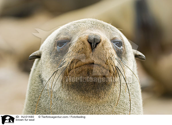 brown fur seal / HJ-01480