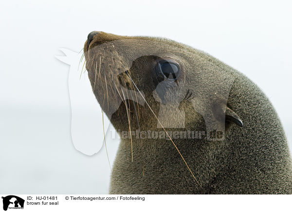 Sdafrikanischer Seebr / brown fur seal / HJ-01481