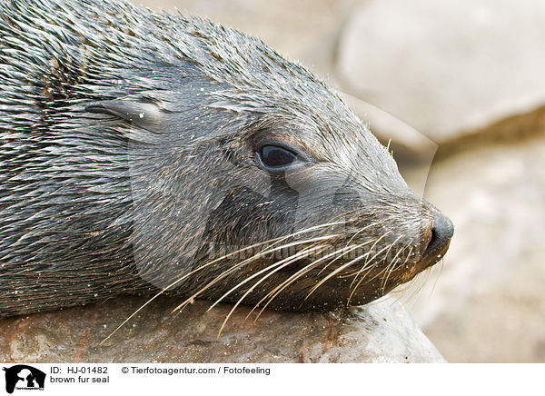 Sdafrikanischer Seebr / brown fur seal / HJ-01482