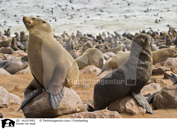 brown fur seal / HJ-01483