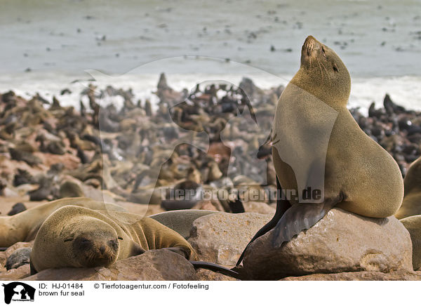 Sdafrikanischer Seebr / brown fur seal / HJ-01484