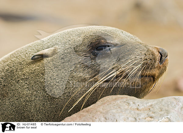 brown fur seal / HJ-01485