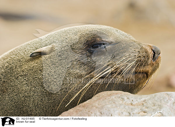 Sdafrikanischer Seebr / brown fur seal / HJ-01485