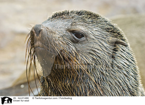 Sdafrikanischer Seebr / brown fur seal / HJ-01486