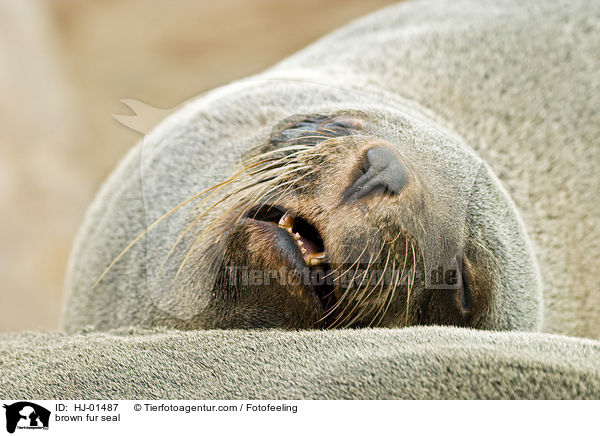 Sdafrikanischer Seebr / brown fur seal / HJ-01487