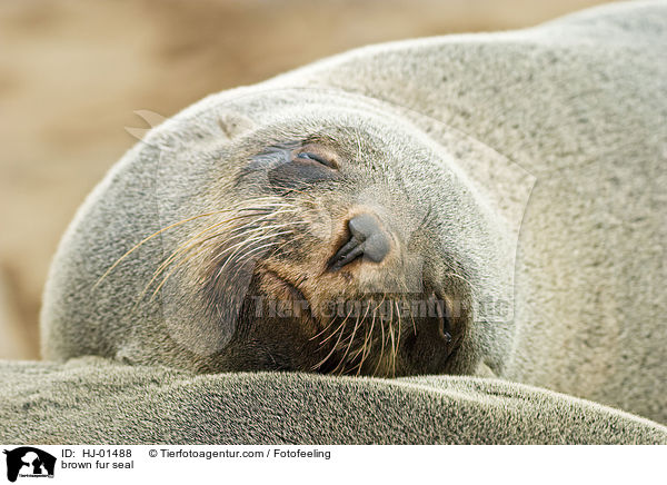 brown fur seal / HJ-01488