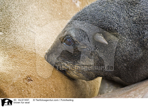 Sdafrikanischer Seebr / brown fur seal / HJ-01491