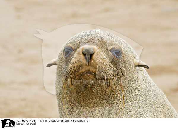 brown fur seal / HJ-01493