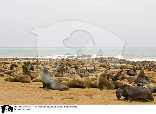 brown fur seal / HJ-01494