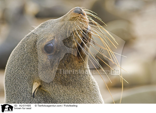Sdafrikanischer Seebr / brown fur seal / HJ-01495