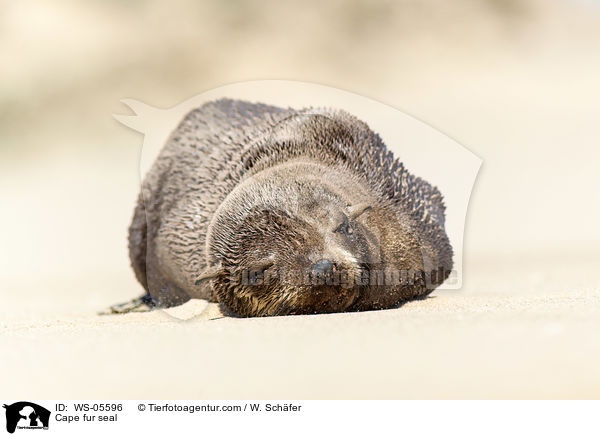 Cape fur seal / WS-05596