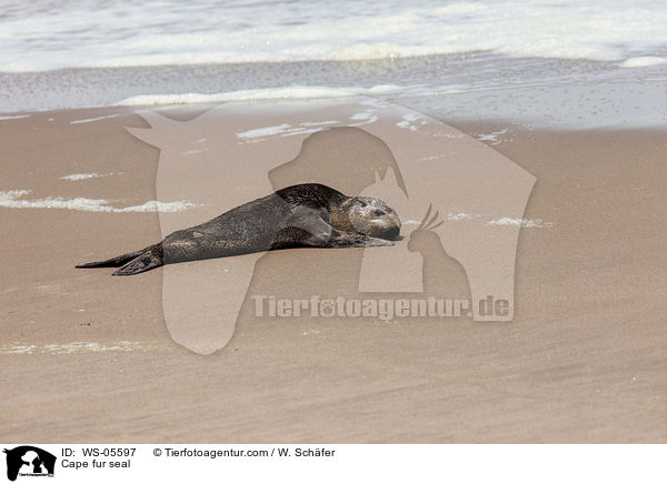 Cape fur seal / WS-05597