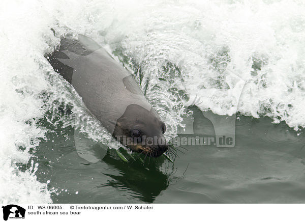 south african sea bear / WS-06005