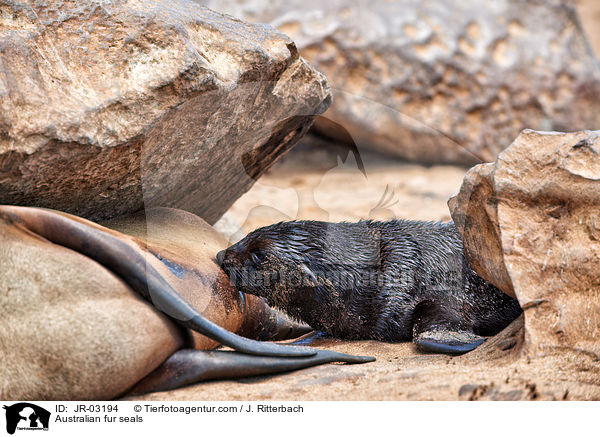 Australian fur seals / JR-03194