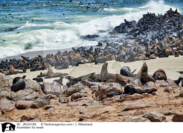Sdafrikanische Seebren / Australian fur seals / JR-03195