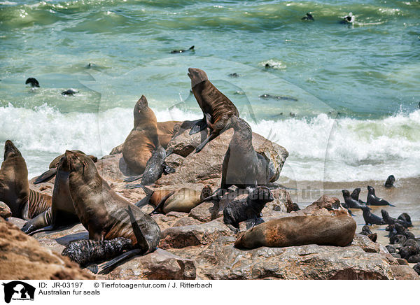 Sdafrikanische Seebren / Australian fur seals / JR-03197