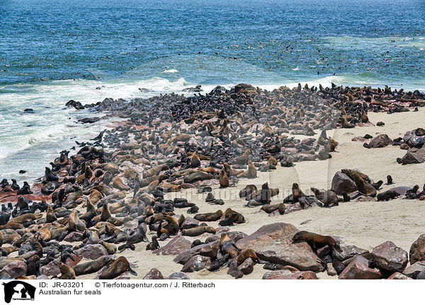 Australian fur seals / JR-03201