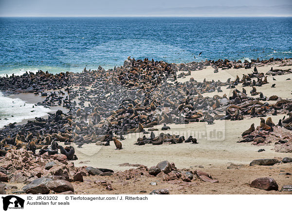 Australian fur seals / JR-03202