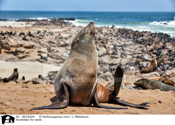 Australian fur seals / JR-03204