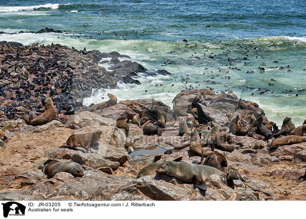 Australian fur seals / JR-03205