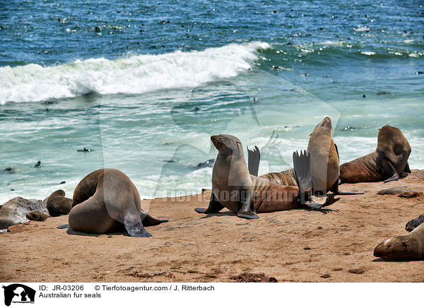 Sdafrikanische Seebren / Australian fur seals / JR-03206