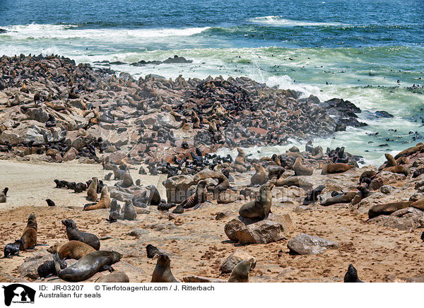 Australian fur seals / JR-03207