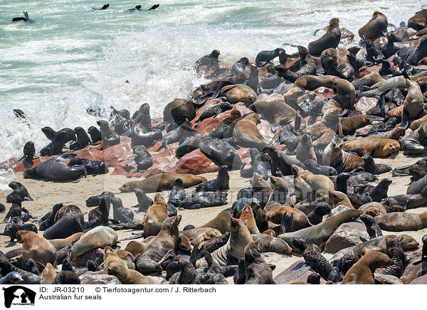 Sdafrikanische Seebren / Australian fur seals / JR-03210