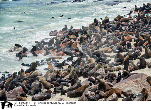 Australian fur seals / JR-03211