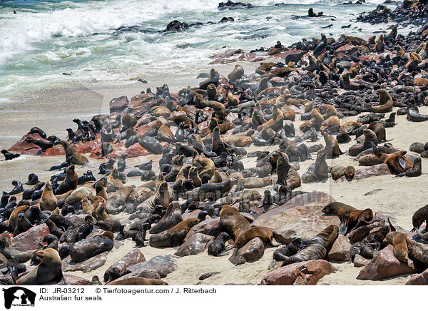 Sdafrikanische Seebren / Australian fur seals / JR-03212