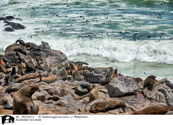 Sdafrikanische Seebren / Australian fur seals / JR-03213