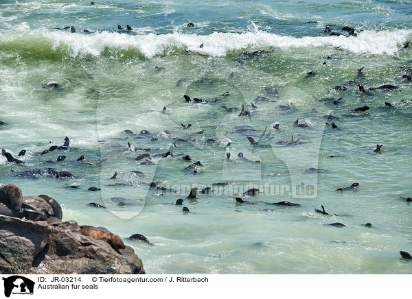 Australian fur seals / JR-03214