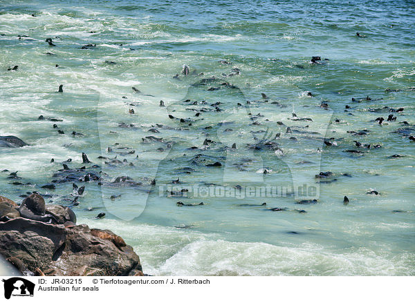 Sdafrikanische Seebren / Australian fur seals / JR-03215