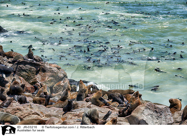 Sdafrikanische Seebren / Australian fur seals / JR-03216