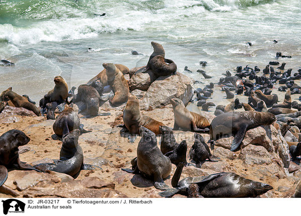 Sdafrikanische Seebren / Australian fur seals / JR-03217