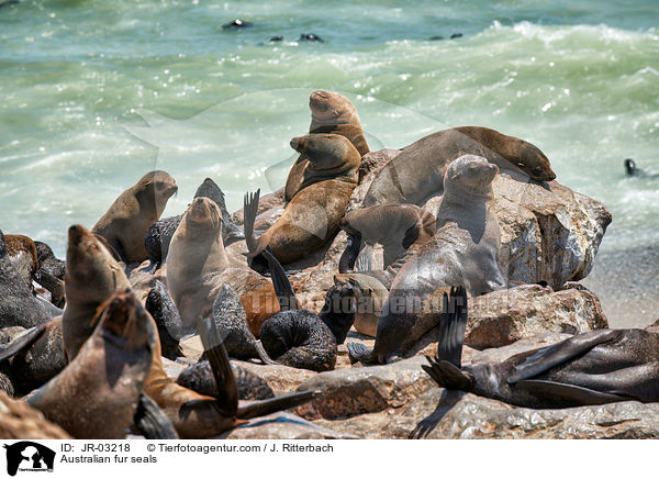 Australian fur seals / JR-03218