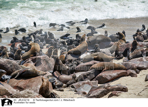 Australian fur seals / JR-03219