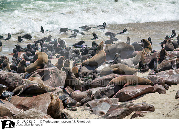 Sdafrikanische Seebren / Australian fur seals / JR-03219