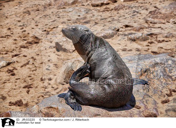 Sdafrikanischer Seebr / Australian fur seal / JR-03220