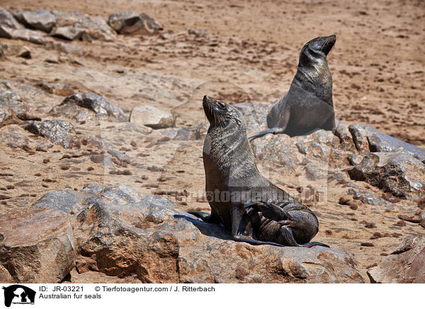 Australian fur seals / JR-03221